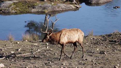 elk bull walking along water epic slomo