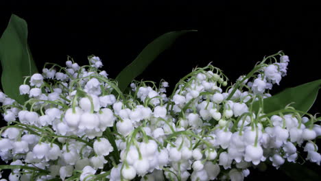 slider shot over beautiful lily of the valley flowers