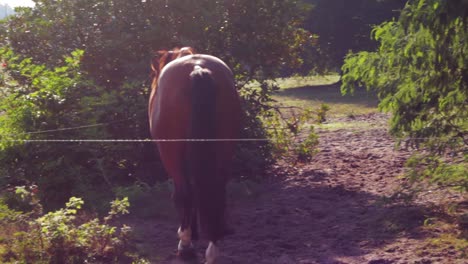 horses walking in a field