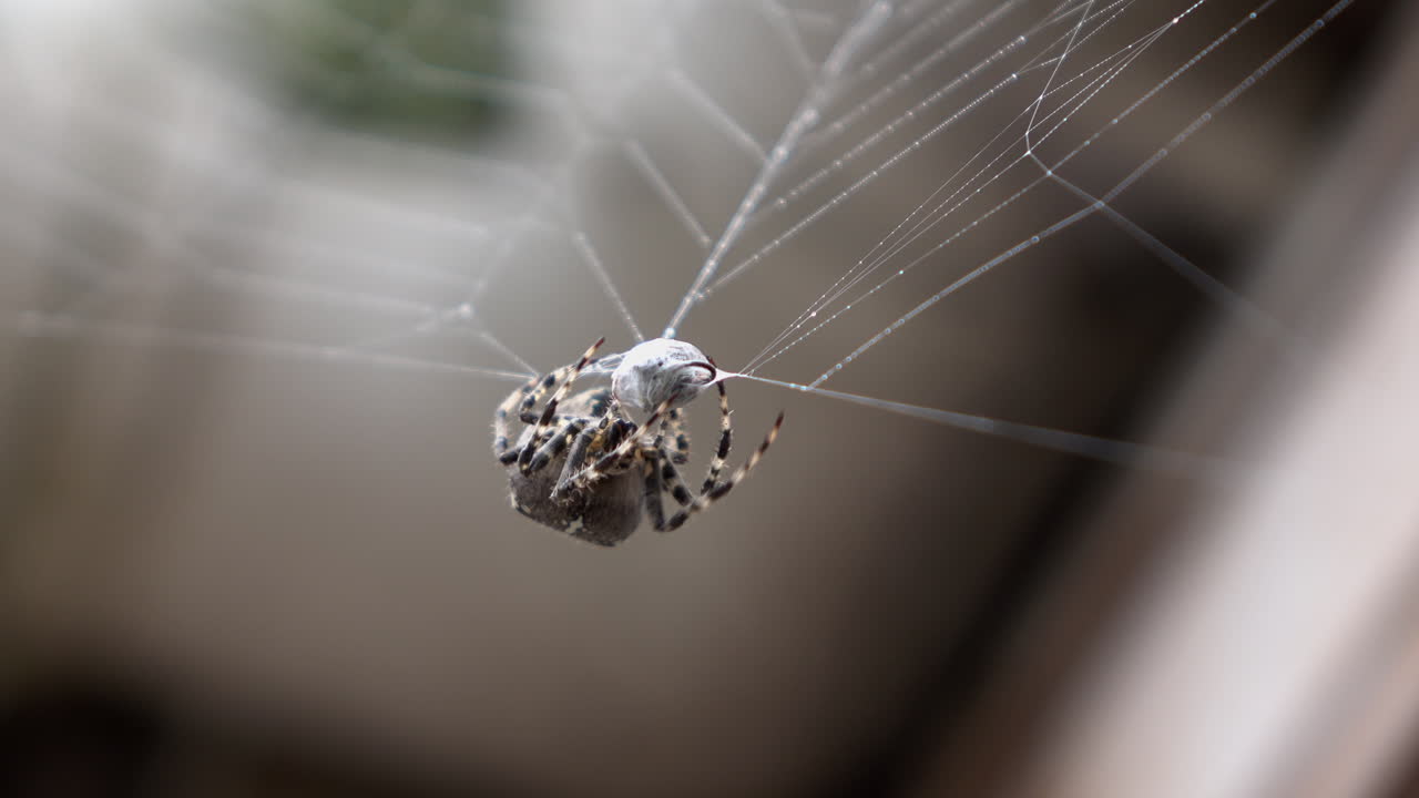 Daytime, wide shot, shallow depth of field. Spider upside down rolling insect in web. Central framing.