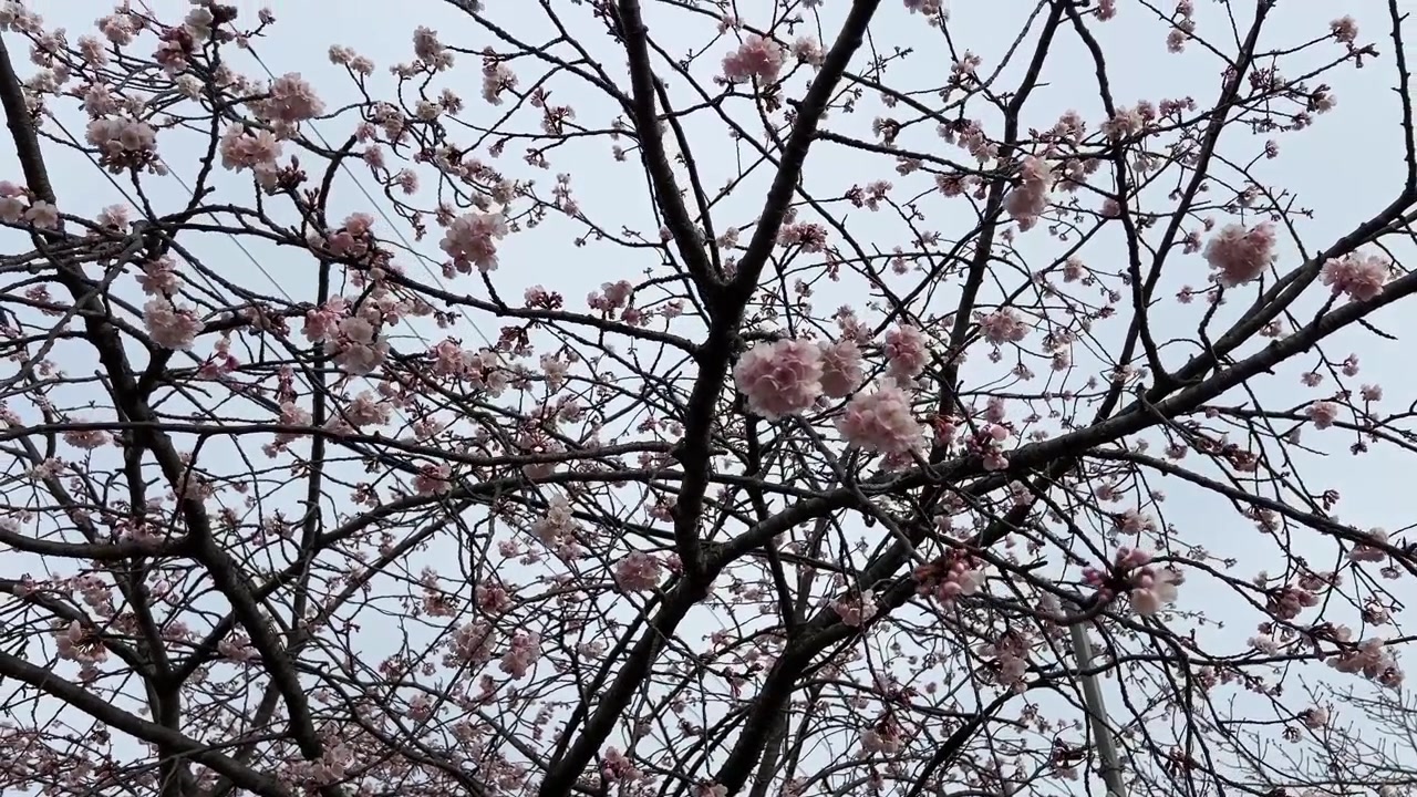 Albero di fiori di ciliegio Sakura bianchi