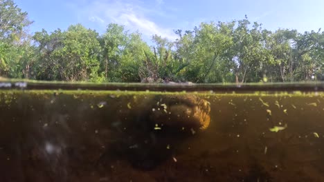 alligator approaches camera dome super slomo split level view