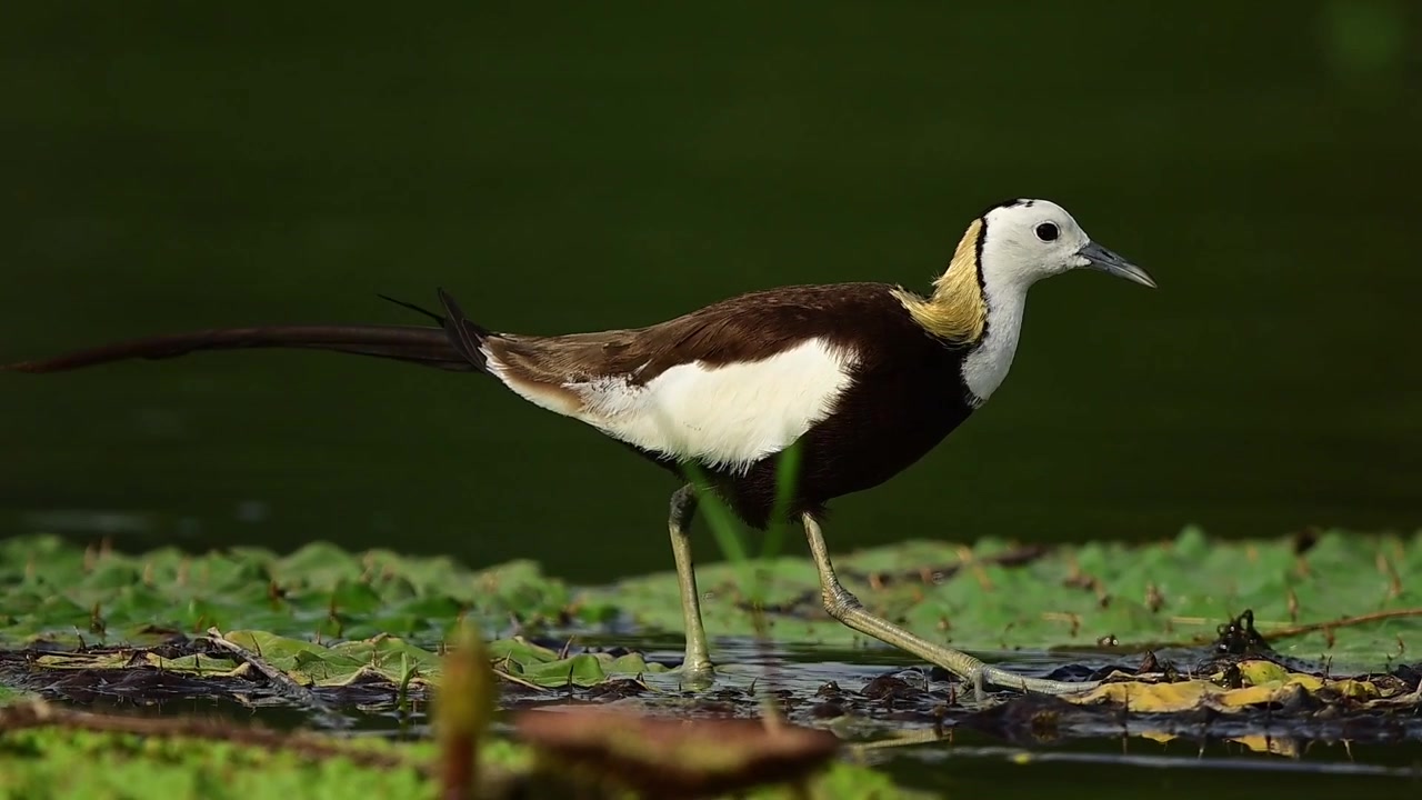 Un elegante uccello acquatico asiatico, la Jacana dalla coda di fagiano, mostra il suo notevole stile di camminata mentre attraversa un lago incontaminato coperto da foglie di ninfea verdi.
