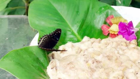 erupción de mariposas en la pila de comida y hojas