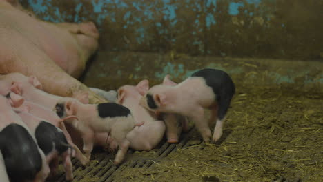 cute newborn pink and black piglets suckling on sleeping sow in barn