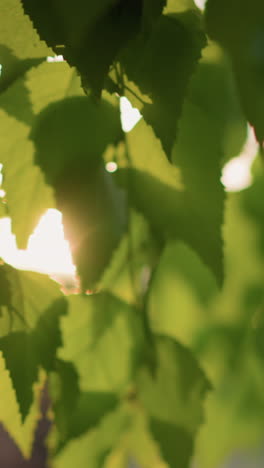 sun rays filter gently through vibrant green leaves, casting a soft, warm glow and creating a calm atmosphere, the blurred background enhances the focus on the natural beauty of the leaves