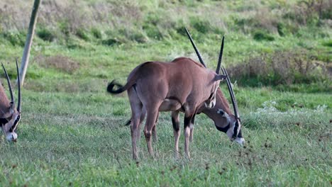 gemsbok oryx pastando y sacudiendo la cabeza en el campo de hierba