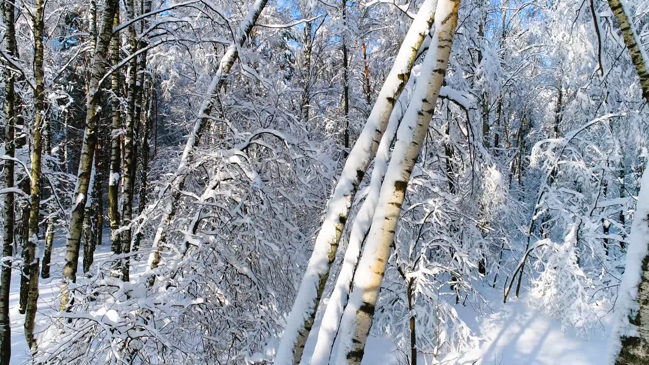 숲에 눈 덮인 가지입니다. 겨울 요정 배경