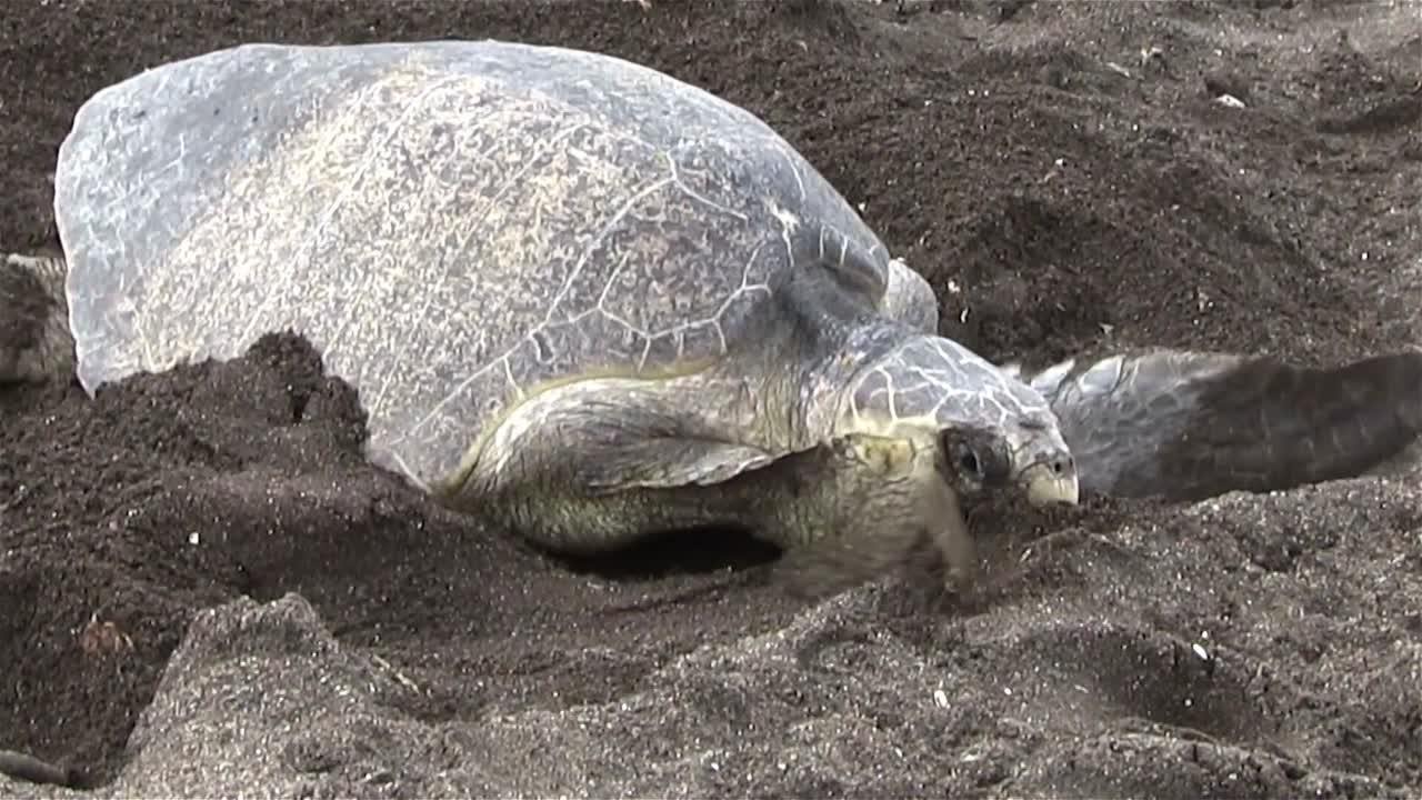 las tortugas marinas golfina suben por una playa