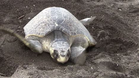 las tortugas marinas golfina suben por una playa