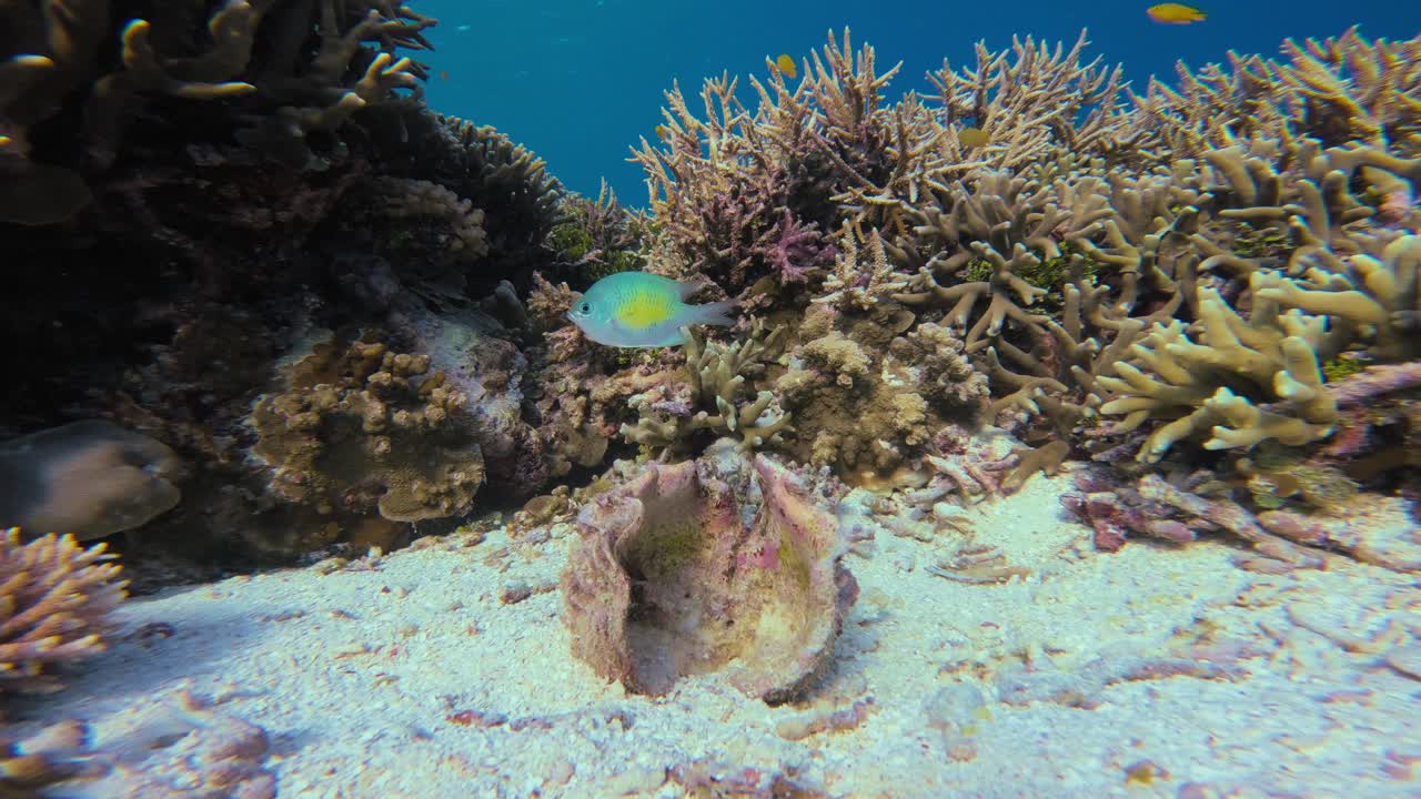 Static shot of a vibrant coral reef with a small, colorful fish exploring a large shell. The underwater scenery exudes tranquility and beauty of marine life in pristine, tropical waters. Static shot.