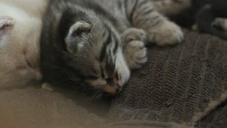 tabby kitten sleeping next to orange cat brother and curling its paws on a soft blanket