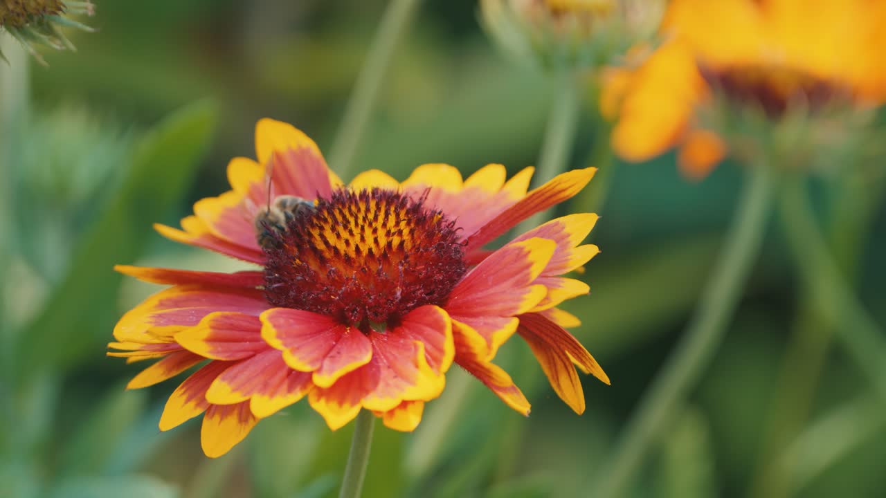 Bumblebee ballet on a cockade flower, a mesmerizing dance of nature's pollination in a vibrant garden