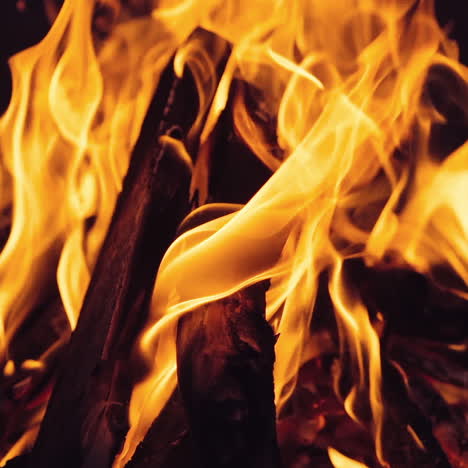 burning wood. outdoor wood campfire burning brightly at night forest with sparks.