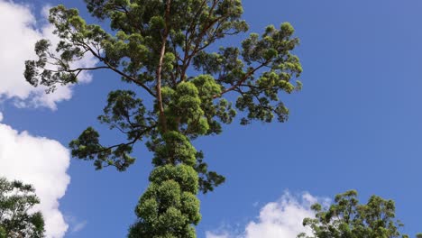 un árbol crece y cambia con el tiempo en un parque