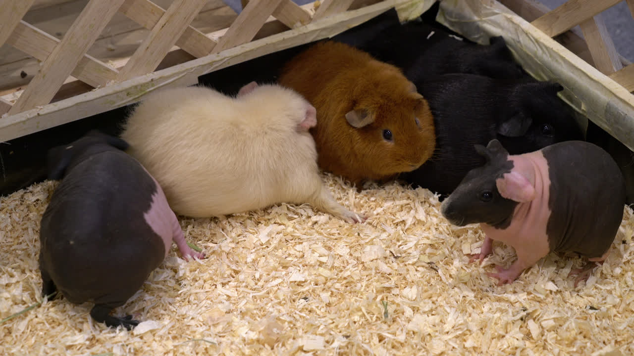 농장의 개츠비 또는 기니피그