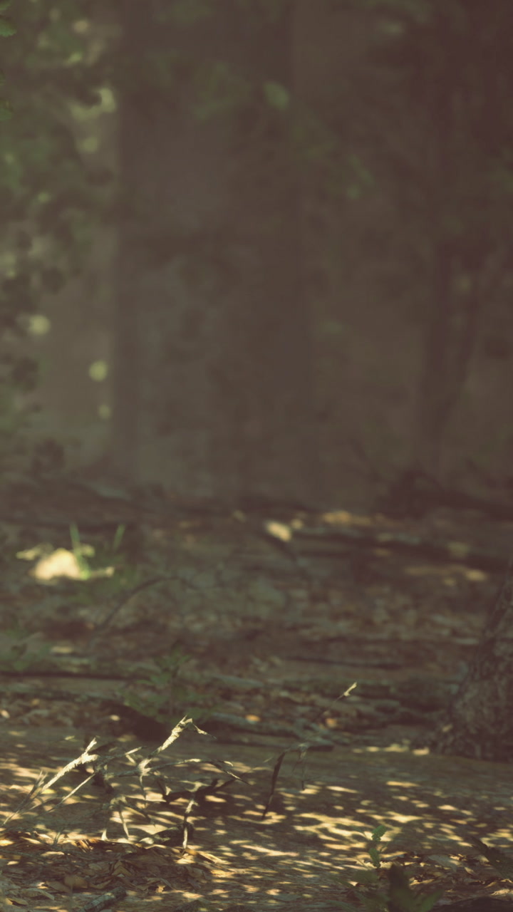 Soft sunlight dances through tall trees in a tranquil forest path