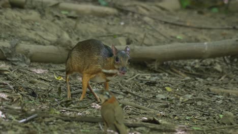 mirando hacia la derecha mientras busca comida en el suelo del bosque mientras un pájaro juega en su frente y se aleja hacia la izquierda, ratón menor ciervo tragulus kanchil, tailandia