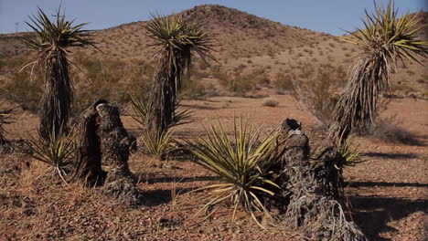 open desert landscape with joshua trees