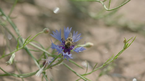 a single bee sitting on a violet flower looking for nectar