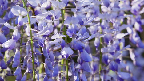 Wisteria-buds-and-blossoms-hanging-from-vines-during-early-Spring