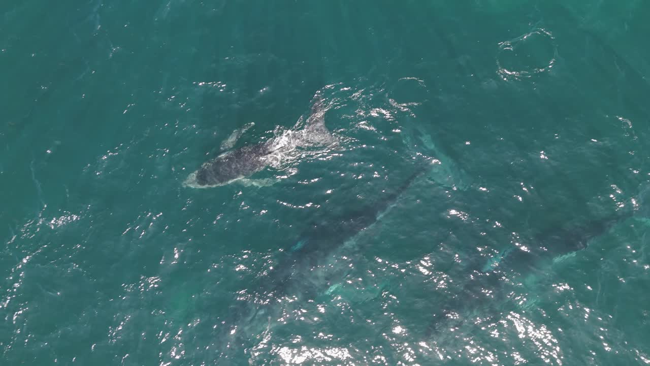 Top-down aerial of humpback whale pod with one calf and two adults blowing water spouts in blue ocean near Sydney coastline, Australia – serene marine life on a sunny day.
