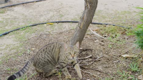 Striped-cat-scratching-its-claws-against-a-tree-to-sharpen-them