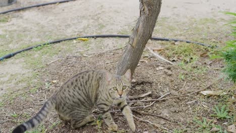 striped cat scratching its claws against a tree to sharpen them