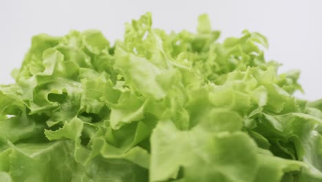 Green-oak-fresh-lettuce-planted-in-the-Hydroponics-style-is-beautifully-placed-and-slowly-rotating