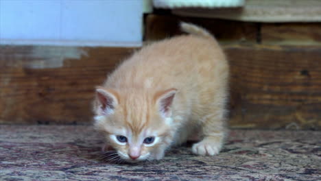 orange tabby kitten sniffs and explores his environment.