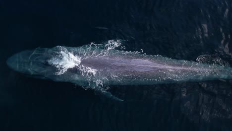 una ballena azul emerge lentamente para arrojar chorros en aguas perfectamente tranquilas frente a dana point, california