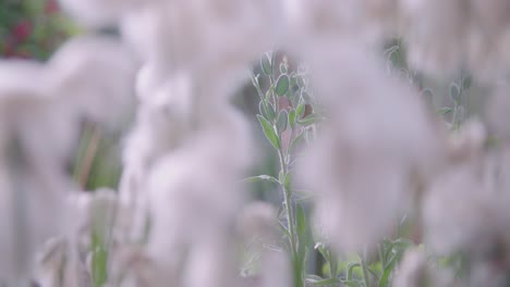 Close-up-off-cotton-grass-in-pond