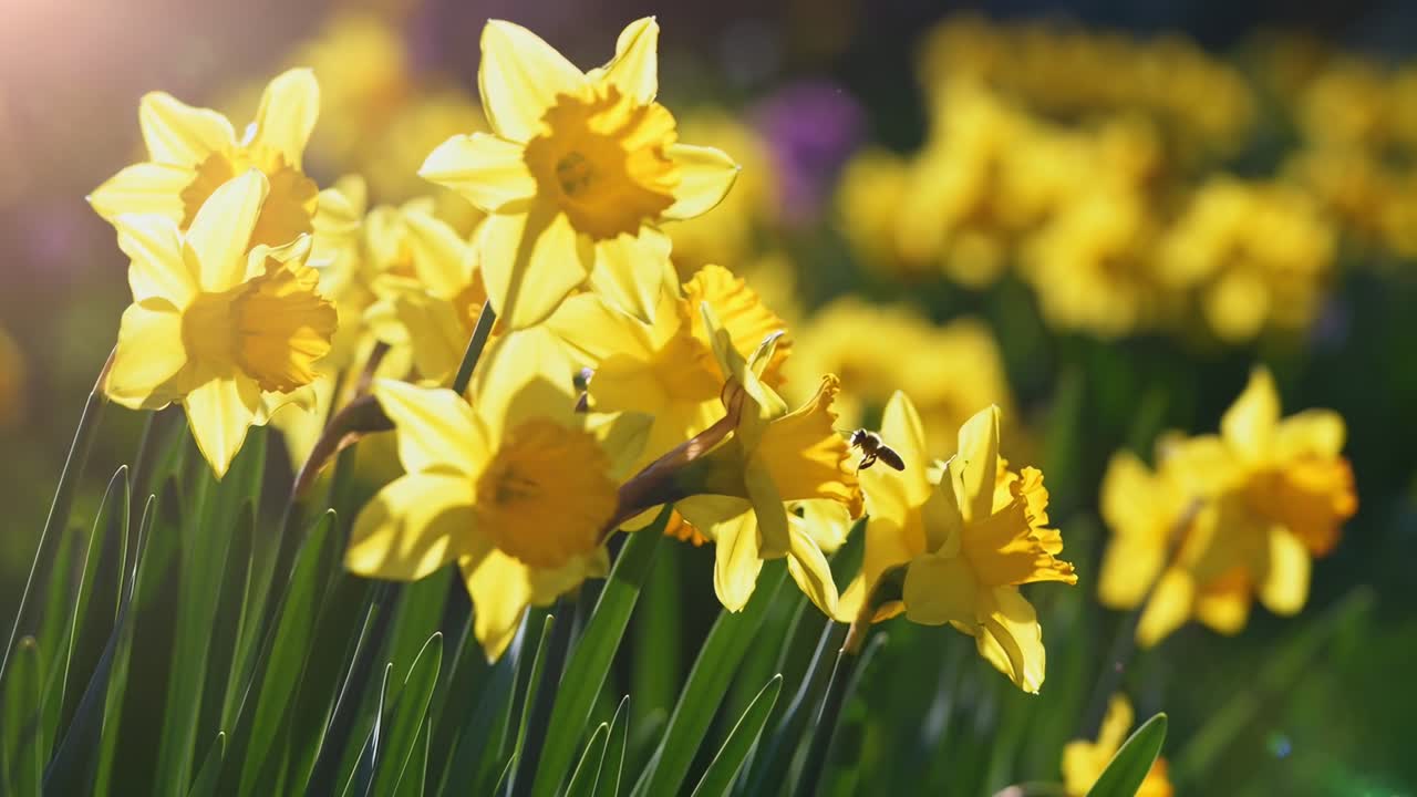 Close-up video of vibrant yellow daffodils in sunlight, captured from a low angle