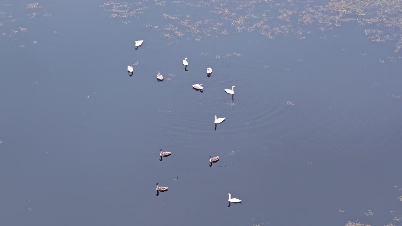 A Group of Birds Gently Float Across the Calm, Blue Water - Orbit Drone Shot
