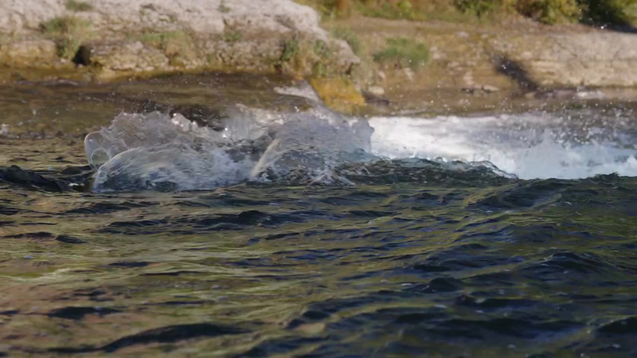 Um salmão salta no ar contra as correntes fortes do Rio Ganaraska durante a migração de outono em Port Hope. Câmera lenta destaca cada borrifo de água