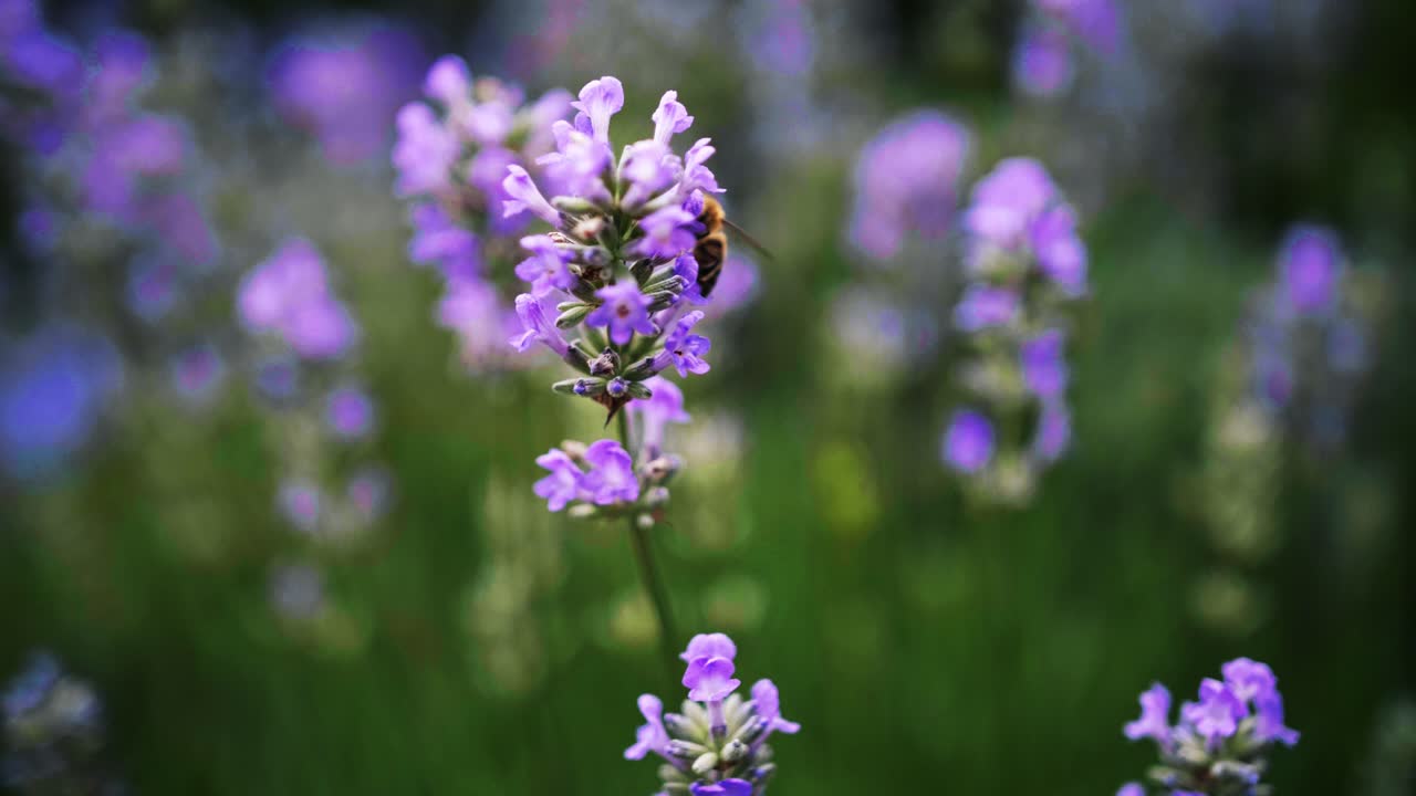 primer plano de una abeja ocupada e industriosa cosechando el polen de una flor morada con fondo desenfocado