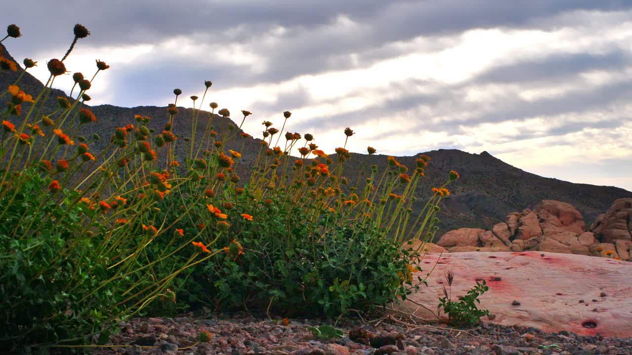 Desert wild flowes in Spring wind