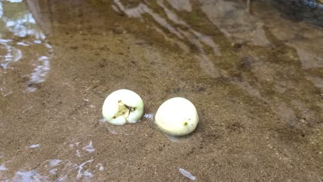 close up of two water apples that have fallen in a puddle of water