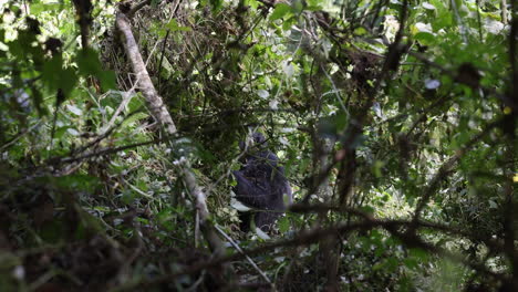 Gorilla-hiding-behind-leaves-in-the-Bwindi-Impenetrable-Forest,-Uganda