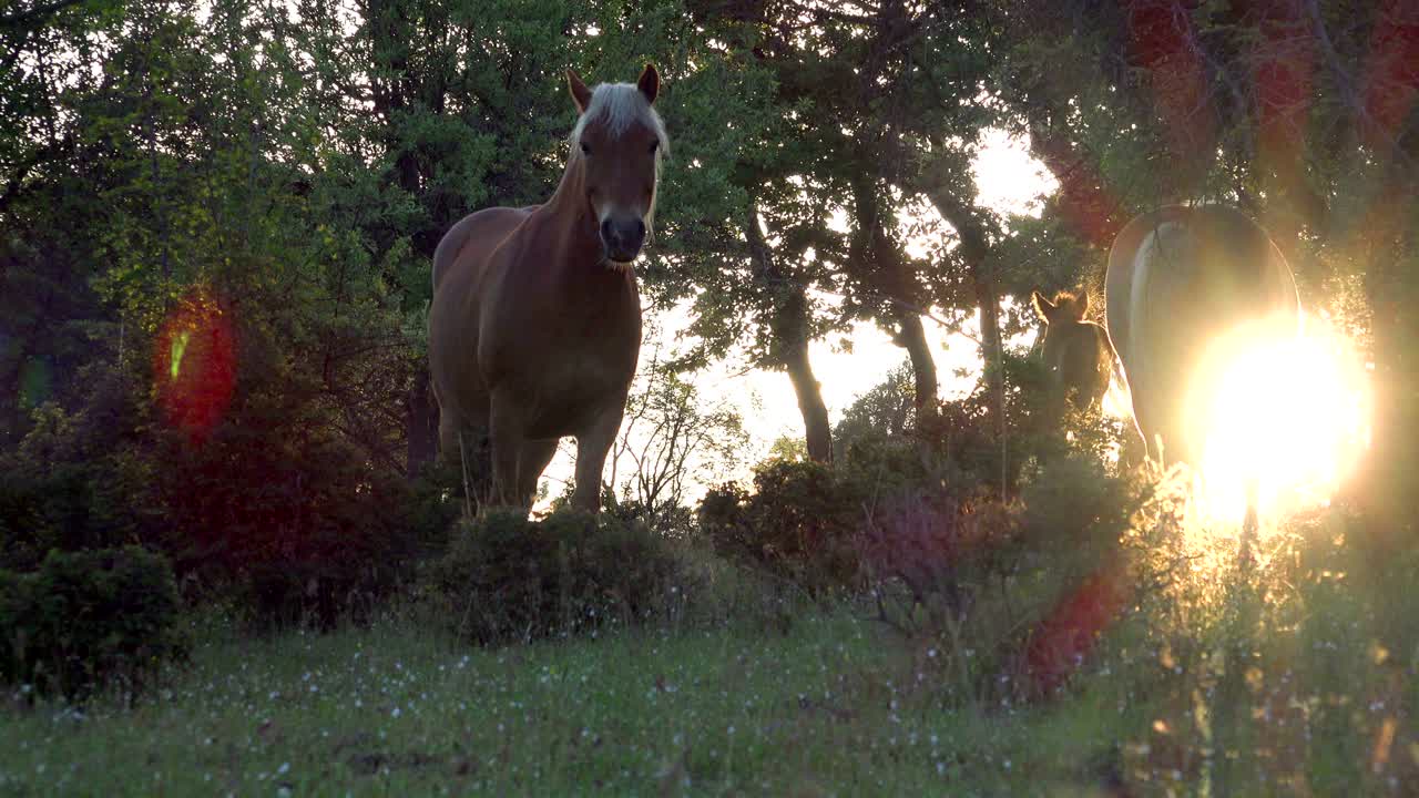 caballos salvajes en el bosque al atardecer