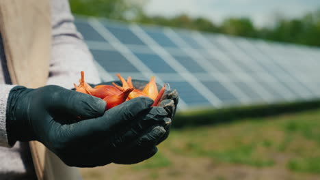 Las-Manos-Del-Agricultor-Con-Pequeños-Bulbos-De-Cebolla-Frente-A-La-Planta-De-Energía-Solar-Doméstica