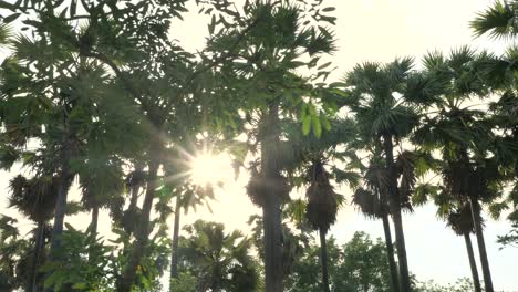 4K-Walking-among-the-sugar-palms-with-lens-flare-effect