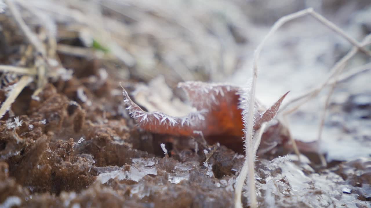 A leaf covered with ice crystals around the edges