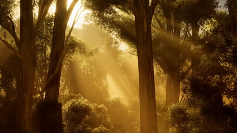 sun rays piercing through a dense forest