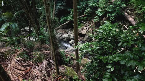 flowing stream surrounded by lush forest