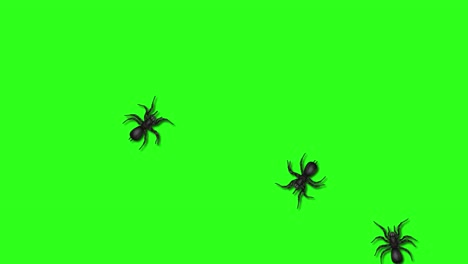 black spiders crawling on a green background