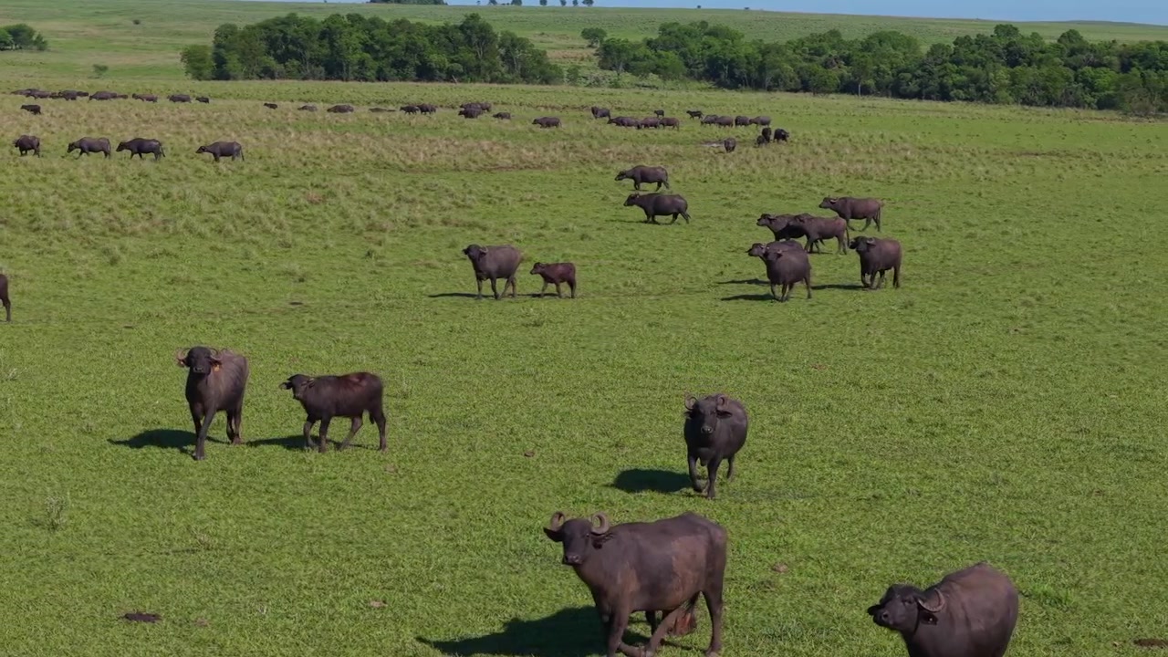Veduta aerea con panoramica a sinistra di un drone di una mandria di bufali in un campo verde.