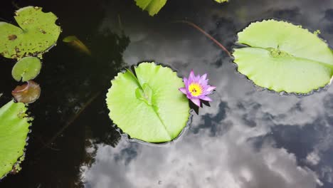 Large-fresh-and-fertile-fish-pond-with-water-lilies-and-flowers-on-the-surface-in-a-beautiful-Thai-garden