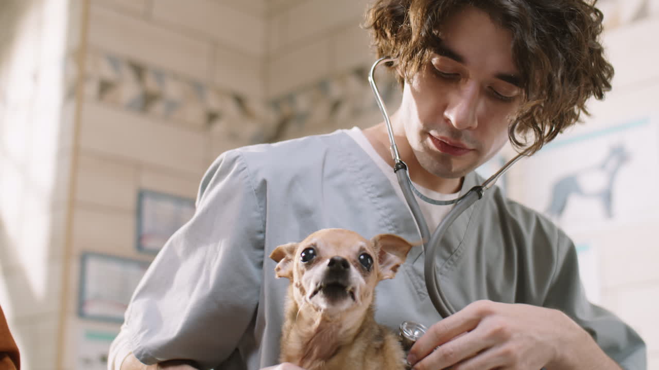 스테토스코프를 가진 수의사 검사 개