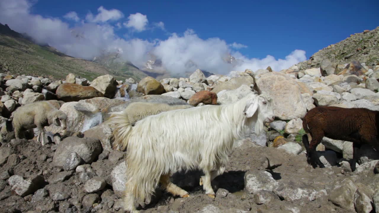 ovejas y cabras. cabras de montaña, valle de spiti, himachal pradesh, india